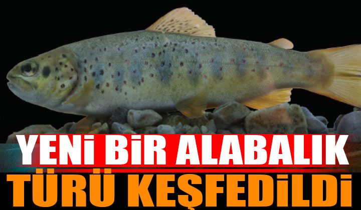 ISUBÜ-ESUF Akademisyenleri Yeni Bir Alabalık Balık Türü Tanımladı