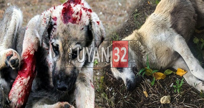 Isparta’da Köpek Vahşeti Devam Ediyor: 4 Köpek Daha Öldürüldü