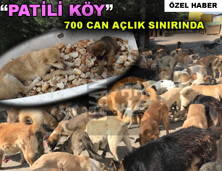 Patiliköy’de 700 Can Açlık Sınırında