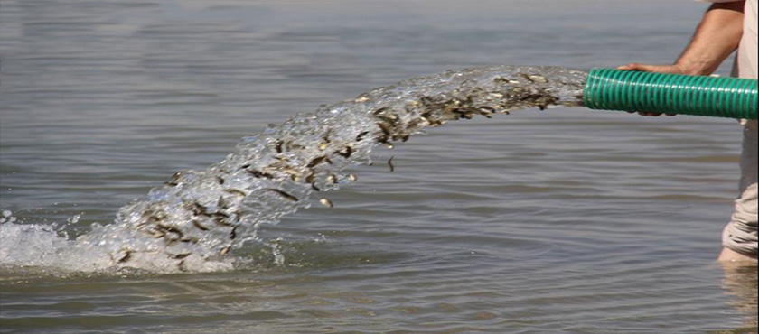 Eğirdir Gölü’ne 300 Bin Yavru Sazan Balığı Salındı