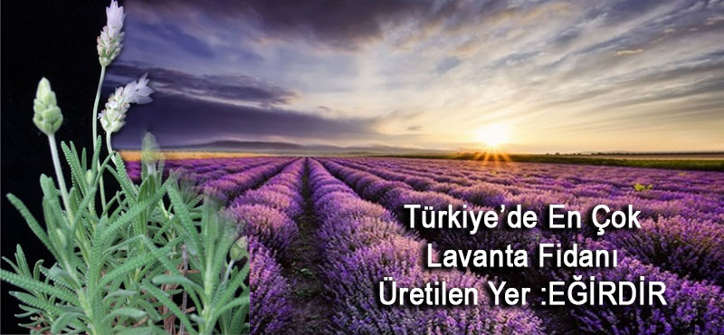Türkiye’de Lavanta Fidanı En Çok Eğirdir’de Üretildi