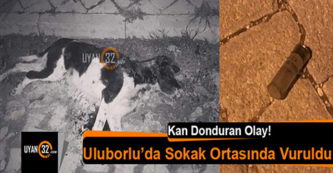 Uluborlu’da Sokak Ortasında Köpek Vuruldu