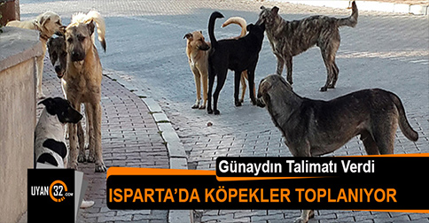 Isparta Belediyesi Sokak Köpeklerini Topluyor