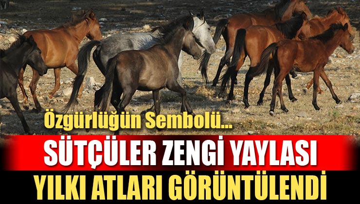 Özgürlüğün Sembolü “Yılkı Atları” Zengi Yaylasında!