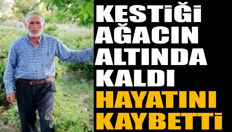 Ahmet Ali Işlak Ağacın Altında Kalarak Hayatını Kaybetti