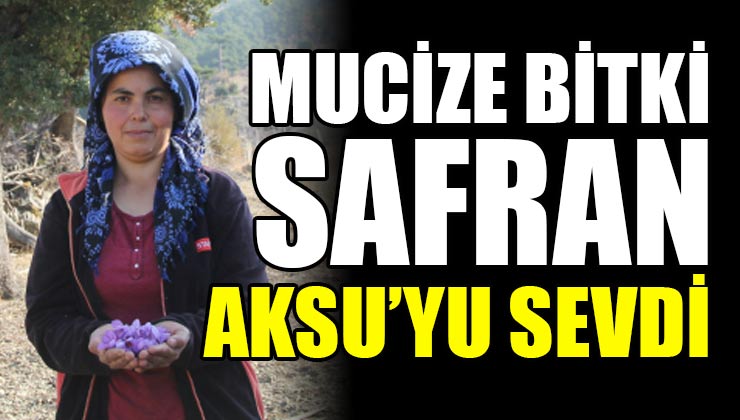 Mucize Bitki Safran Aksu’yu Sevdi!