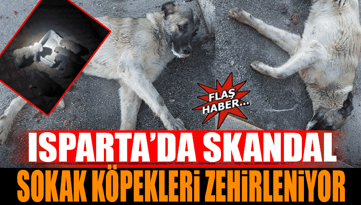 Isparta’da Skandal Yalvaç’ta “Sokak Köpekleri Zehirleniyor” İddiası